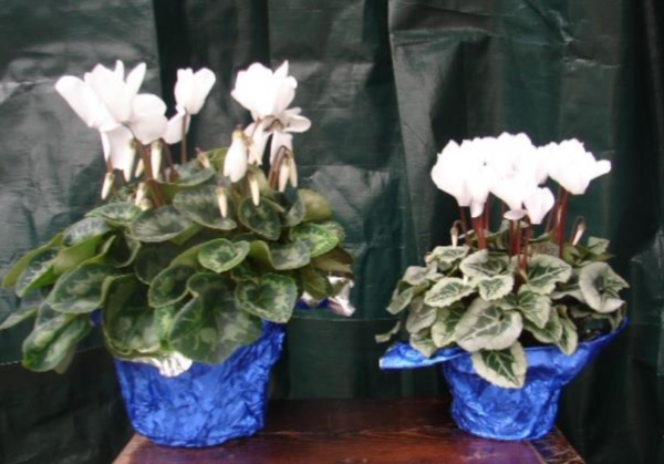 White Cyclamen in pots wrapped in royal blue foil